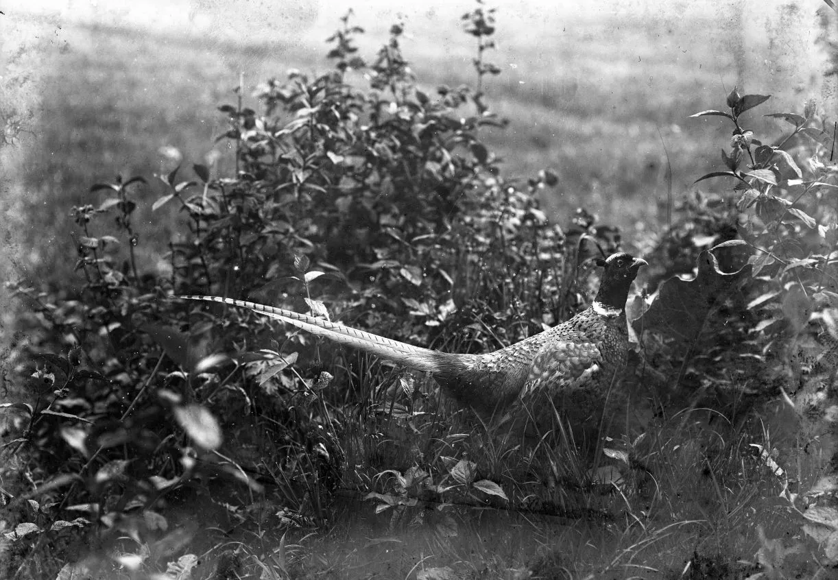 234.1 Overjægeren på Gjorslev gods står der på æsken.