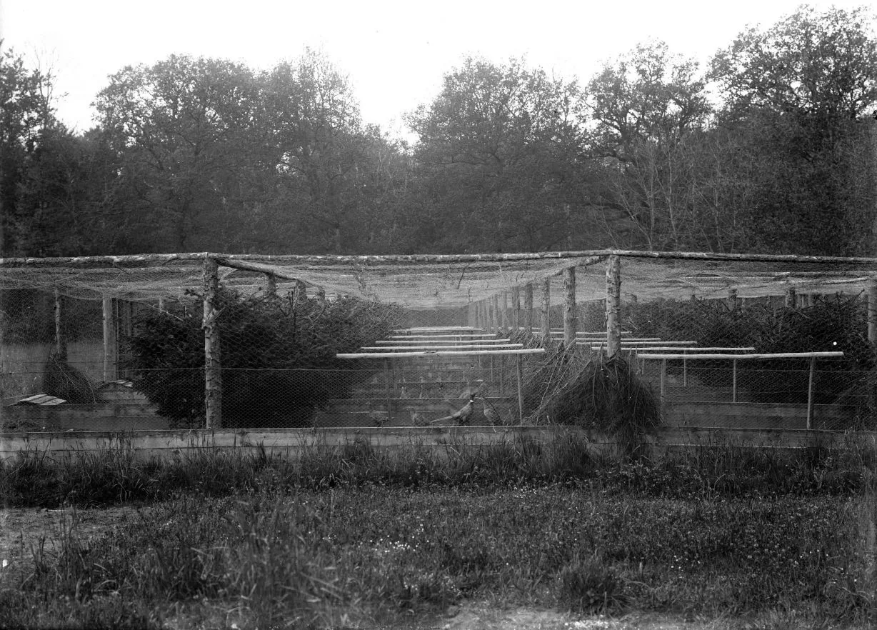 234.3 Overjægeren på Gjorslev gods står der på æsken.