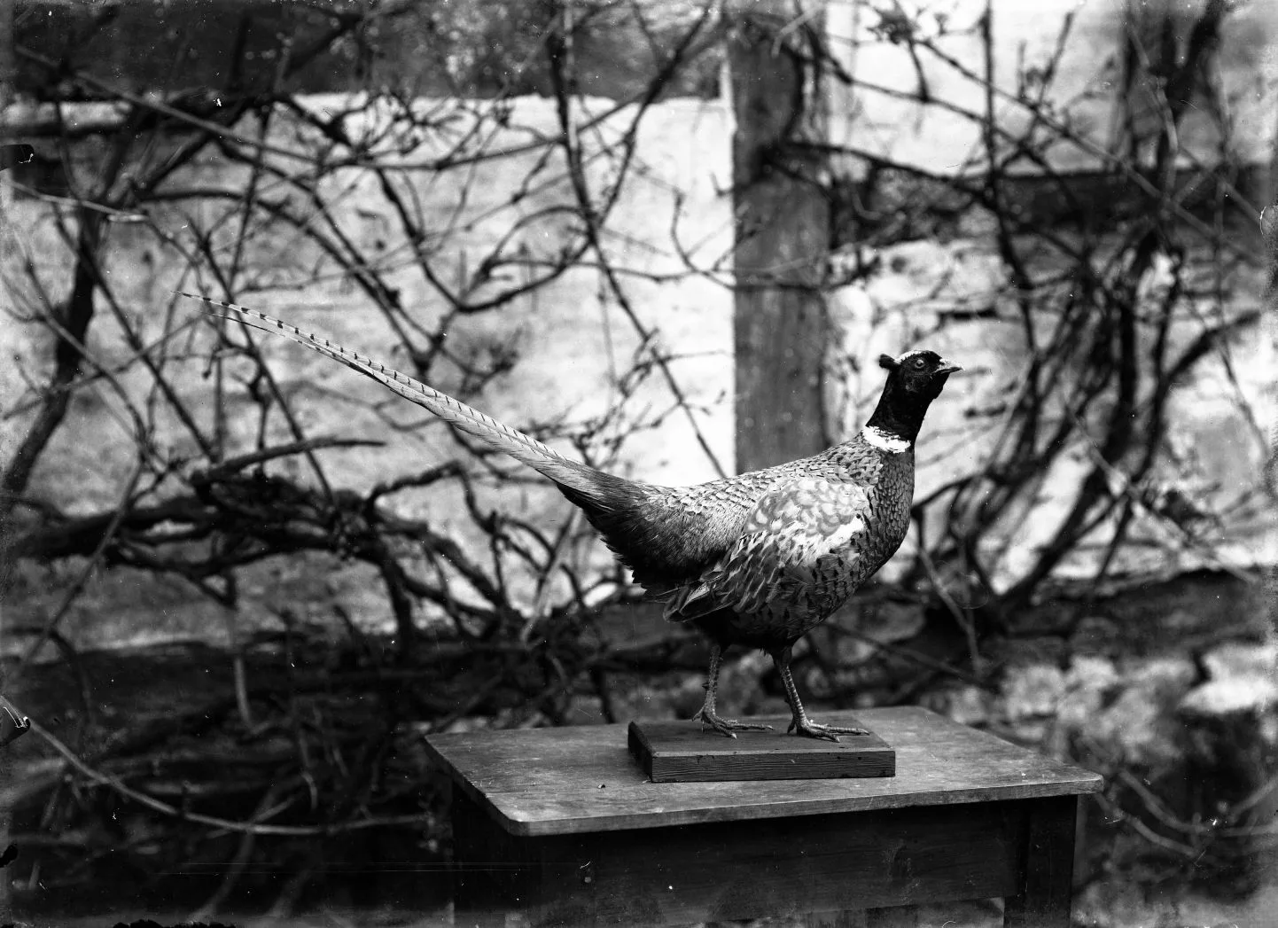 234.5 Overjægeren på Gjorslev gods står der på æsken.